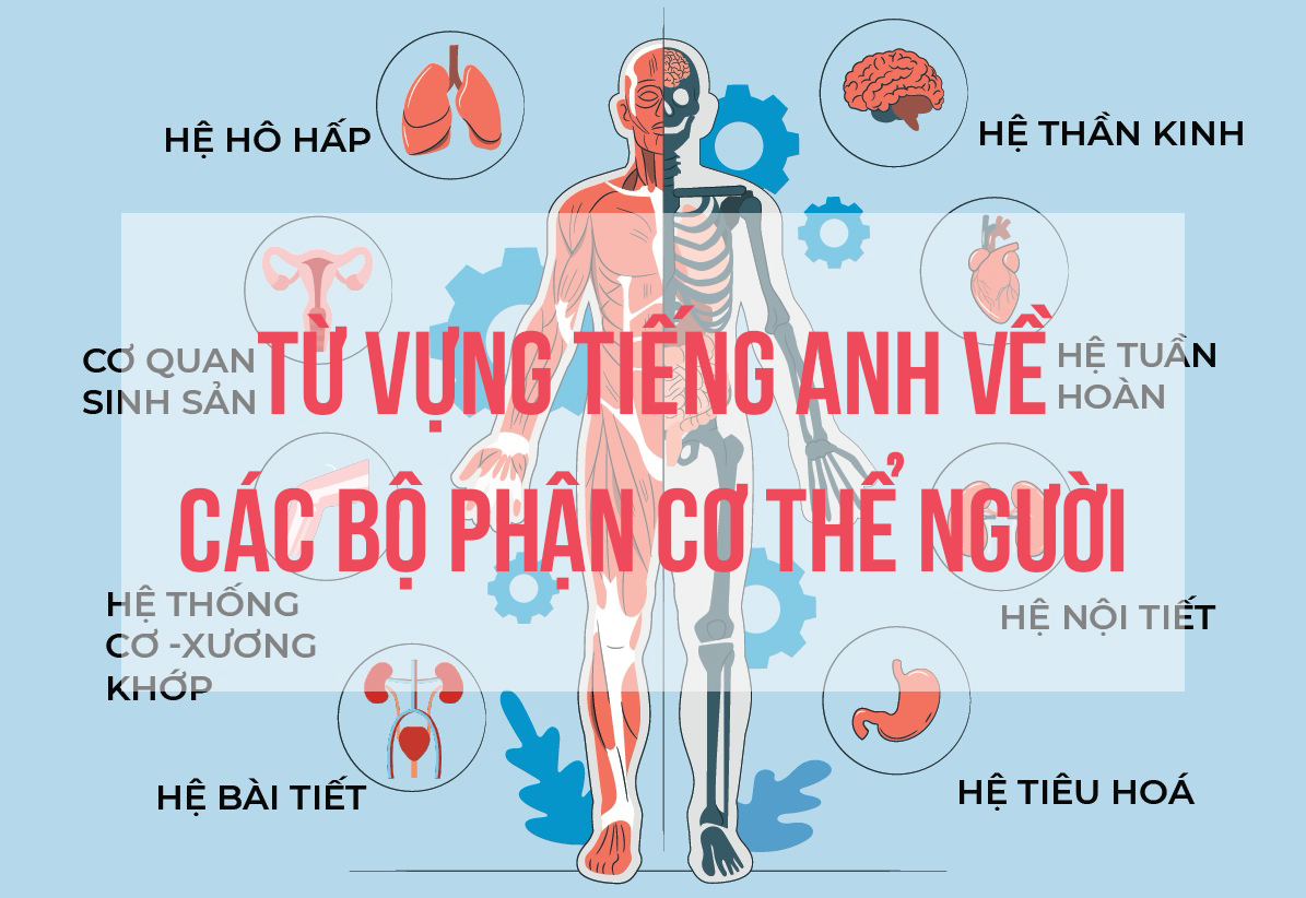 Từ vựng tiếng Anh về các bộ phận cơ thể người