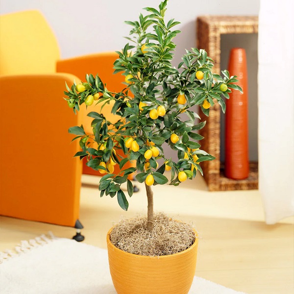 Kumquat tree