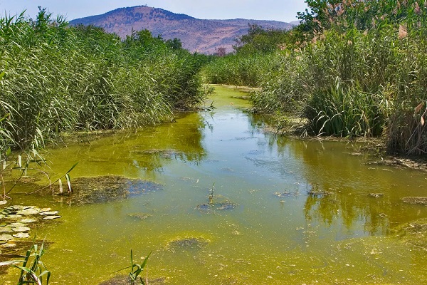 Stagnant water